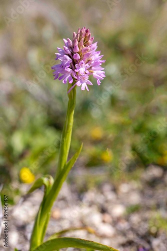 Wild orchid  Scientific name  Anacamptis pyramidalis