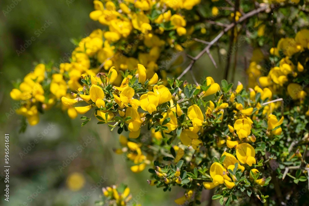 Common broom or Scotch broom, Cytisus scoparius