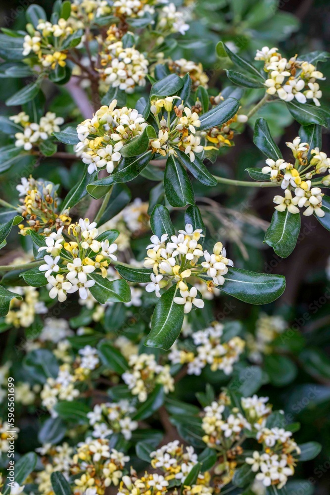 Japanese pittosporum blossoms (Pittosporum tobira) Japanese pittosporum blossoms (Pittosporum tobira)