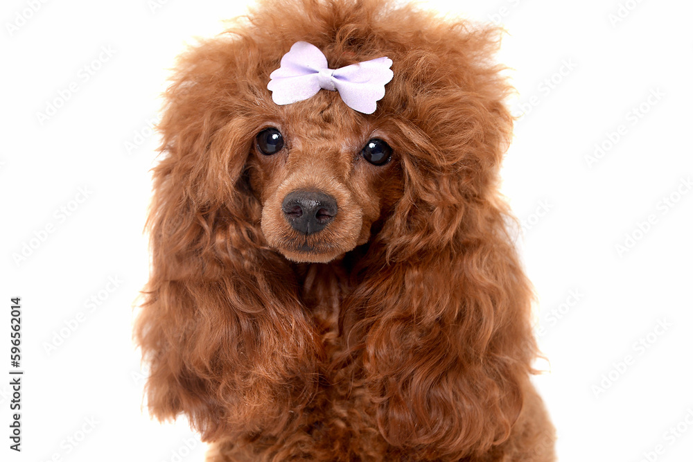 Cute red poodle dog walking towards camera Cute red poodle dog walking towards camera