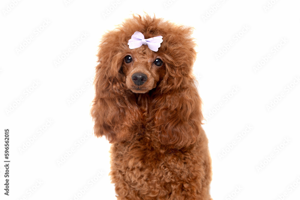 Cute red poodle dog walking towards camera Cute red poodle dog walking towards camera