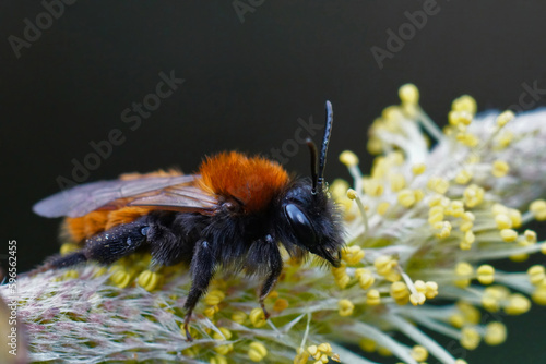 Closeup on a colorful red and black female Tawny mining bee , Andrena fulva sitting on Salix pollen photo