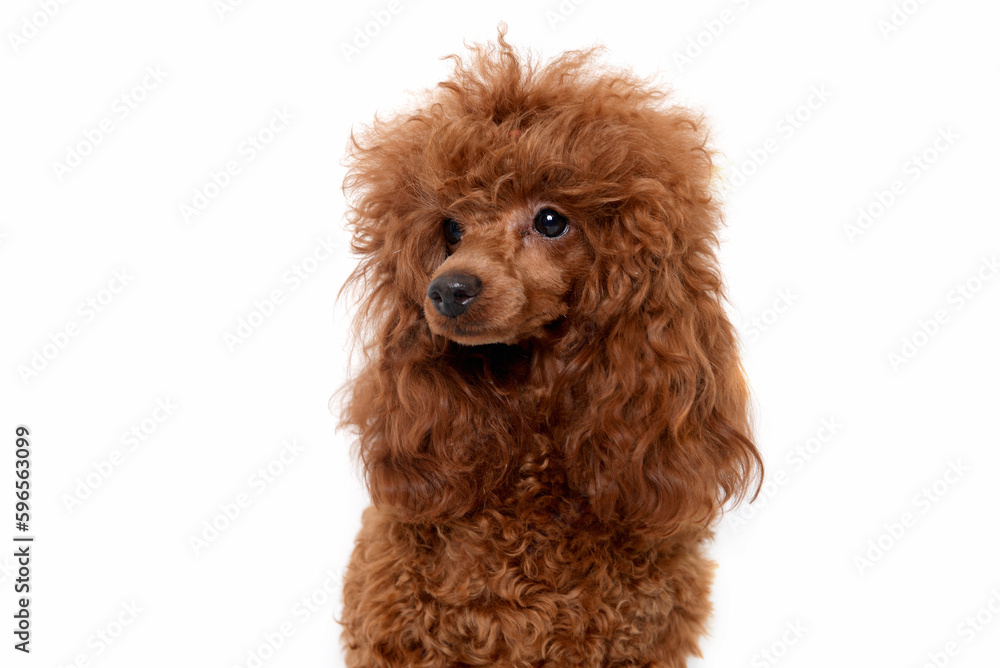 Portrait of miniature Brown poodle, Toy puppy on a white background Portrait of miniature Brown poodle, Toy puppy on a white background
