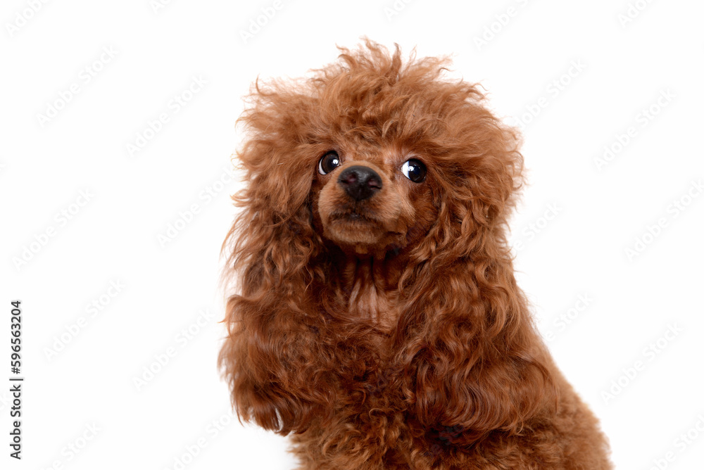 Portrait of miniature Brown poodle, Toy puppy on a white background Portrait of miniature Brown poodle, Toy puppy on a white background