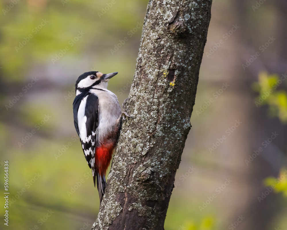 A Great Spotted Woodpecker is Resting on the Bark of an Old Park Tree in Early Spring A Great Spotted Woodpecker is Resting on the Bark of an Old Park Tree in Early Spring
