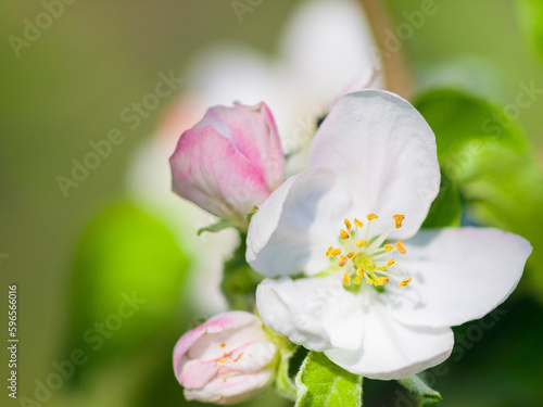 Flowers, nature closeup and bloom in a garden with green plants, leaves growth and plum tree flower. Spring, leaf and gardening plant with floral and sustainability of botanical vegetation outdoor