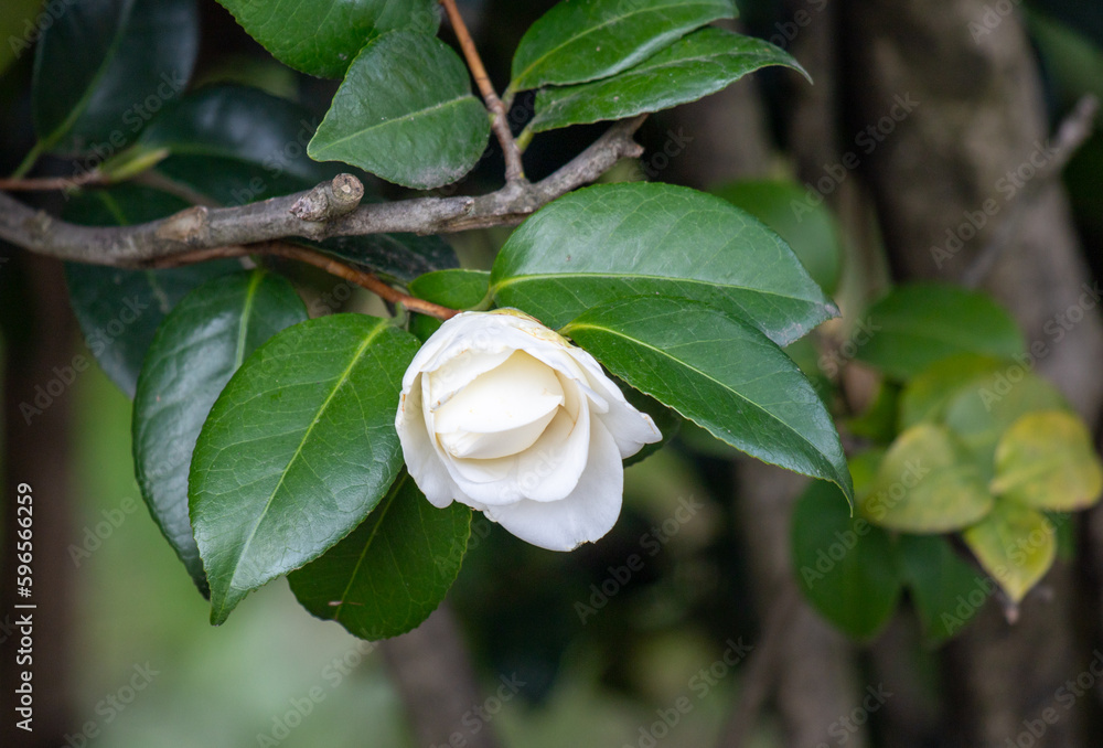 White camellia flower on a green tree in spring. White camellia flower on a green tree in spring.