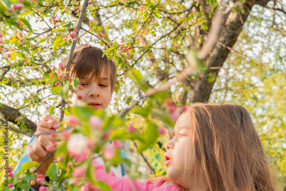 Adorable boy and girl touching blooming branches with pink flowers of apple tree in garden Adorable boy and girl touching blooming branches with pink flowers of apple tree in garden
