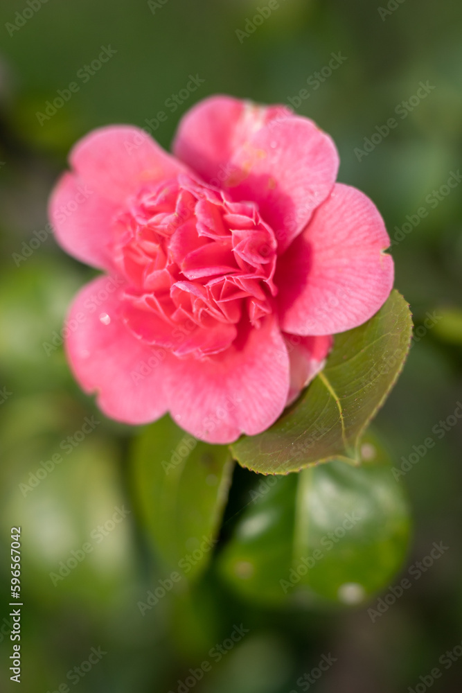 Red-pink camellia flower on a green tree in spring.