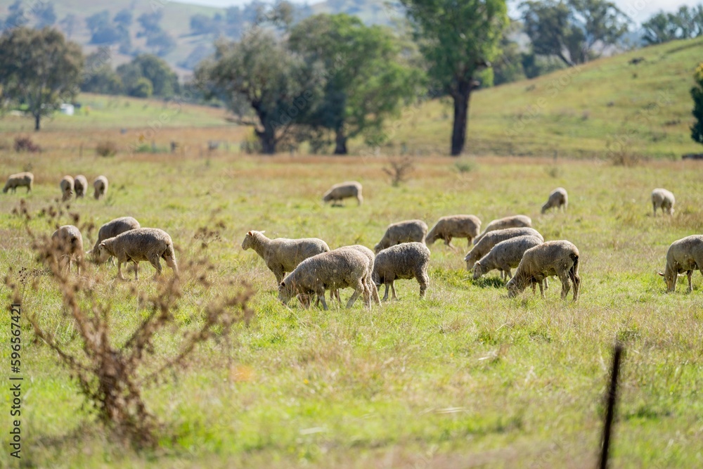 Sheep in a field, Merino sheep, grazing and eating grass in New zealand and Australia