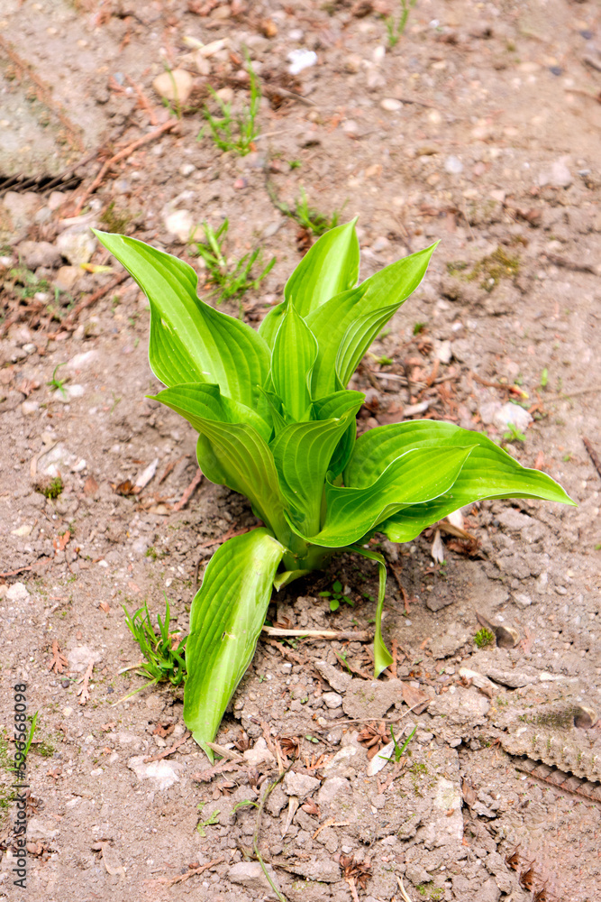 Hosta, Scientific classification, Plantae, Tracheophytes, Angiosperms, Monocots, Asparagales, Asparagaceae, Agavoideae Hosta, Scientific classification, Plantae, Tracheophytes, Angiosperms, Monocots, Asparagales, Asparagaceae, Agavoideae