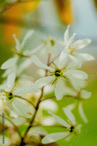 A white delicate flowers on the virgin