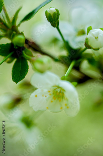 The spring white cherry blossoms