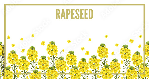 Rape flowers, canola oil. Poster brassica napus. Isolated vector illustration.