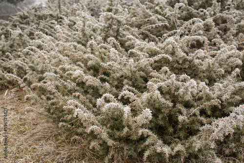 a juniper bush in winter with frost covered needles