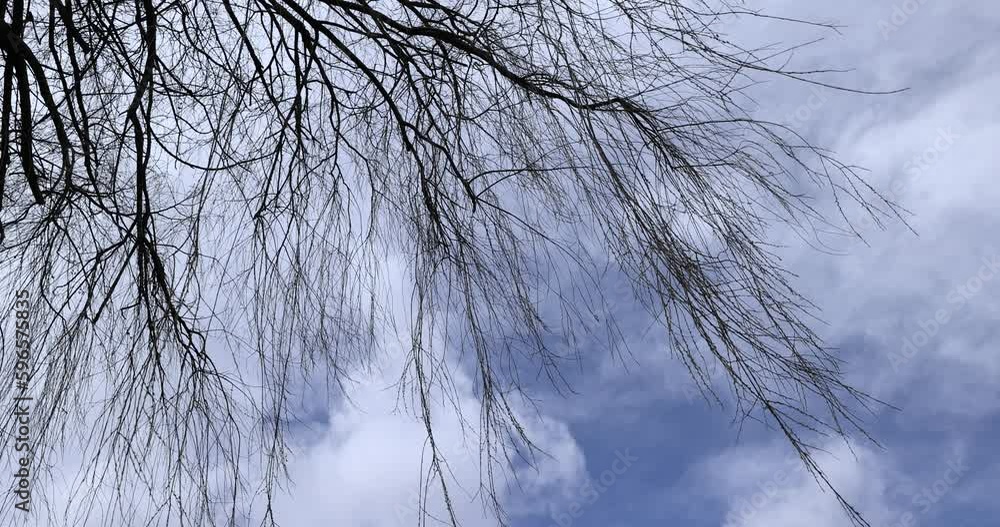 bare willow trees in the spring season in the park, willow branches without foliage hang to the ground in early spring bare willow trees in the spring season in the park, willow branches without foliage hang to the ground in early spring