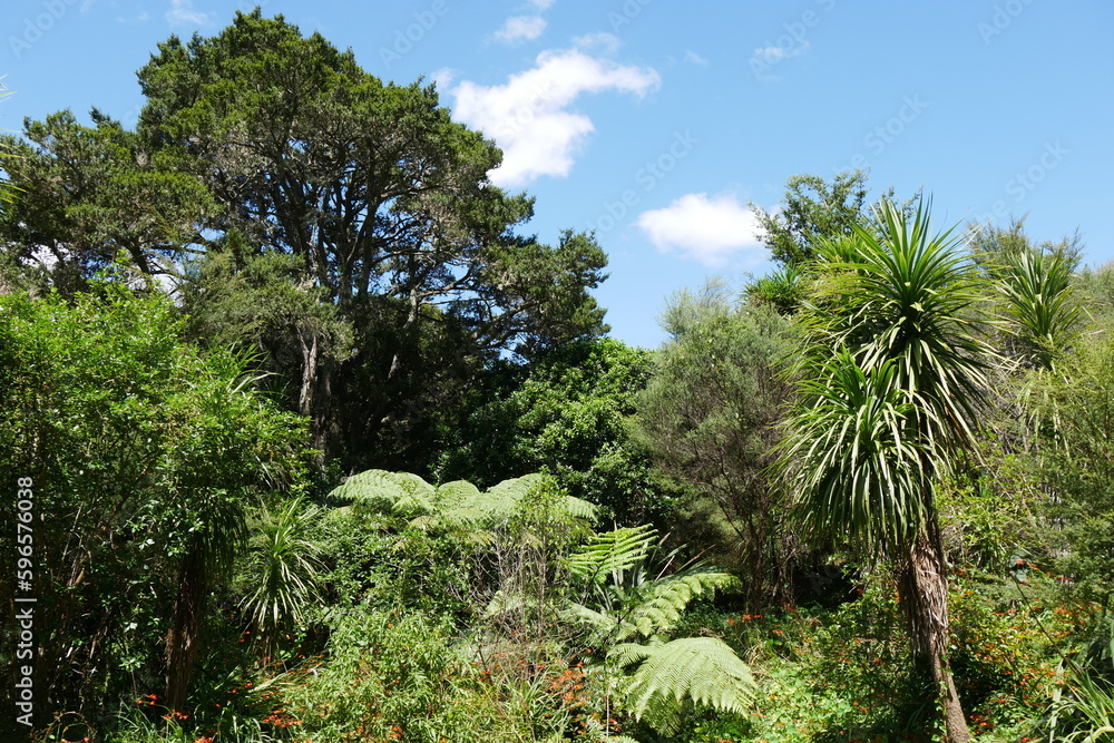 Fototapeta premium Buschland im Botanischen Garten Auckland