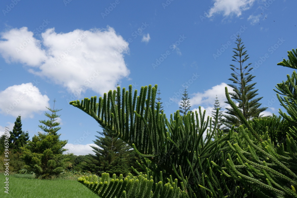 Araukarien bzw Koniferen im Botanischen Garten in Auckland Araukarien bzw Koniferen im Botanischen Garten in Auckland