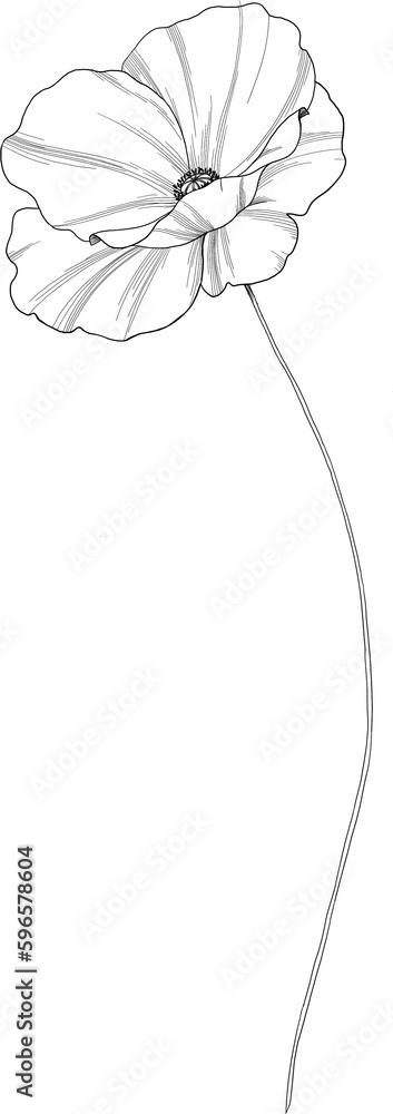 Beautiful png pencil illustration with flower.