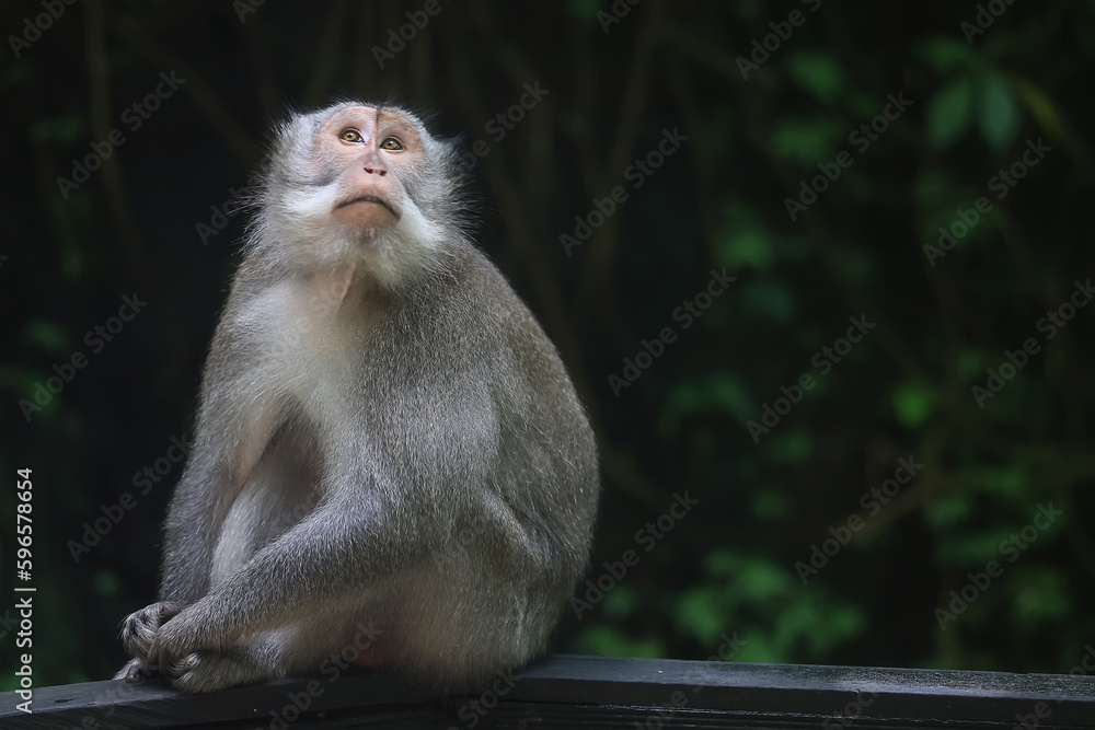 Fototapeta premium monkey in the wild macaque asia jungle park