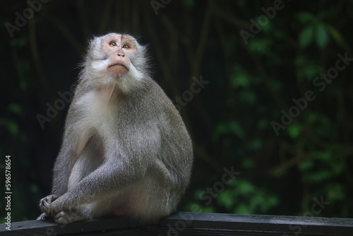 monkey in the wild macaque asia jungle park © kichigin19