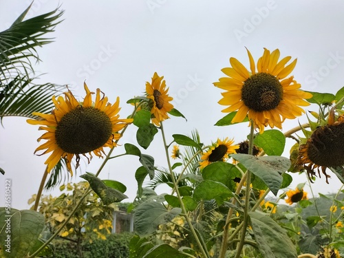 Closeup sunflower flowers among green fields  countryside agricultural scene