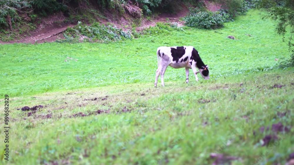 Cows graze in farmland cattle raising pastoral concept. Cow in chain. Cows graze in farmland cattle raising pastoral concept. Cow in chain.