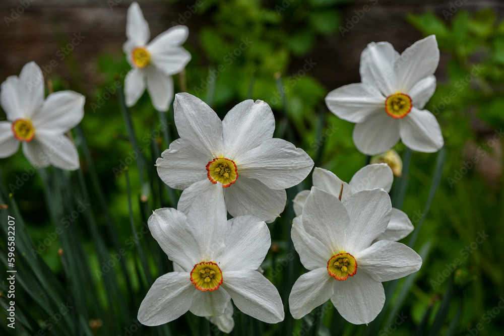 white narcissus flowers on green stems plant with long leaves in gray ground in spring garden white narcissus flowers on green stems plant with long leaves in gray ground in spring garden
