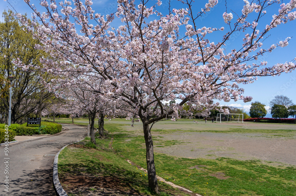 春の公園散歩16 春の公園散歩16