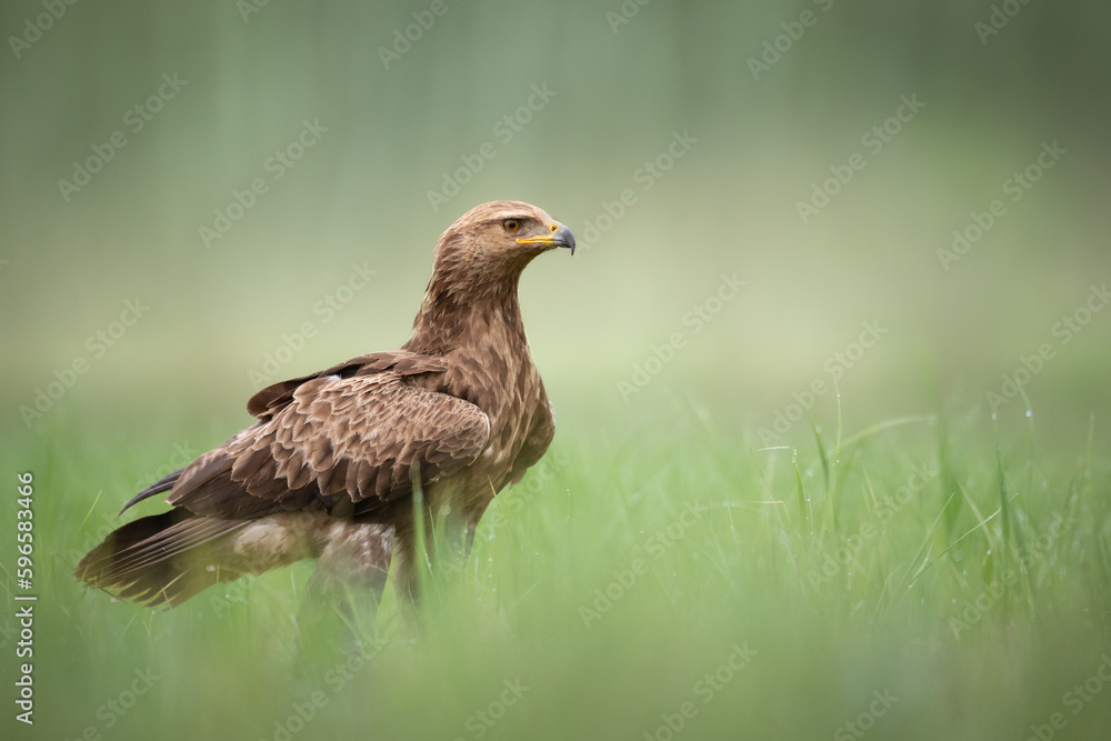 Birds of prey - Lesser Spotted Eagle Aquila pomarina , hunting time, flying bird Birds of prey - Lesser Spotted Eagle Aquila pomarina , hunting time, flying bird