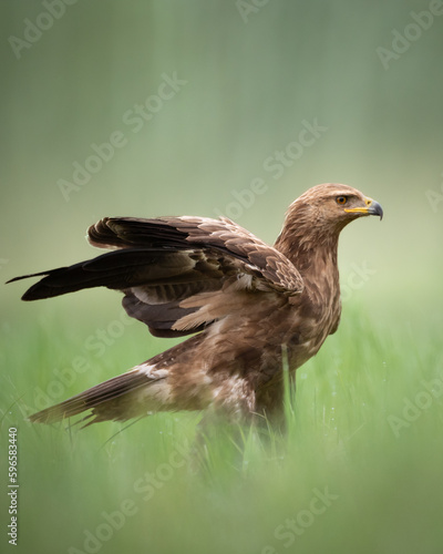 Birds of prey - Lesser Spotted Eagle Aquila pomarina , hunting time, flying bird © Marcin Perkowski