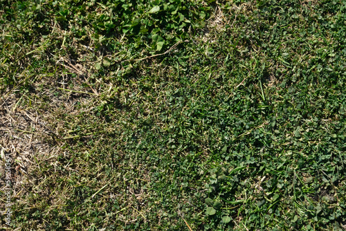 green grass texture background © yunus