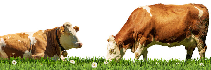 Two brown and white dairy cow on a green pasture with daisy flowers, isolated on white or transparent background and copy space. Photography. Png.