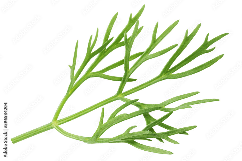 Dill isolated on white background, full depth of field Dill isolated on white background, full depth of field