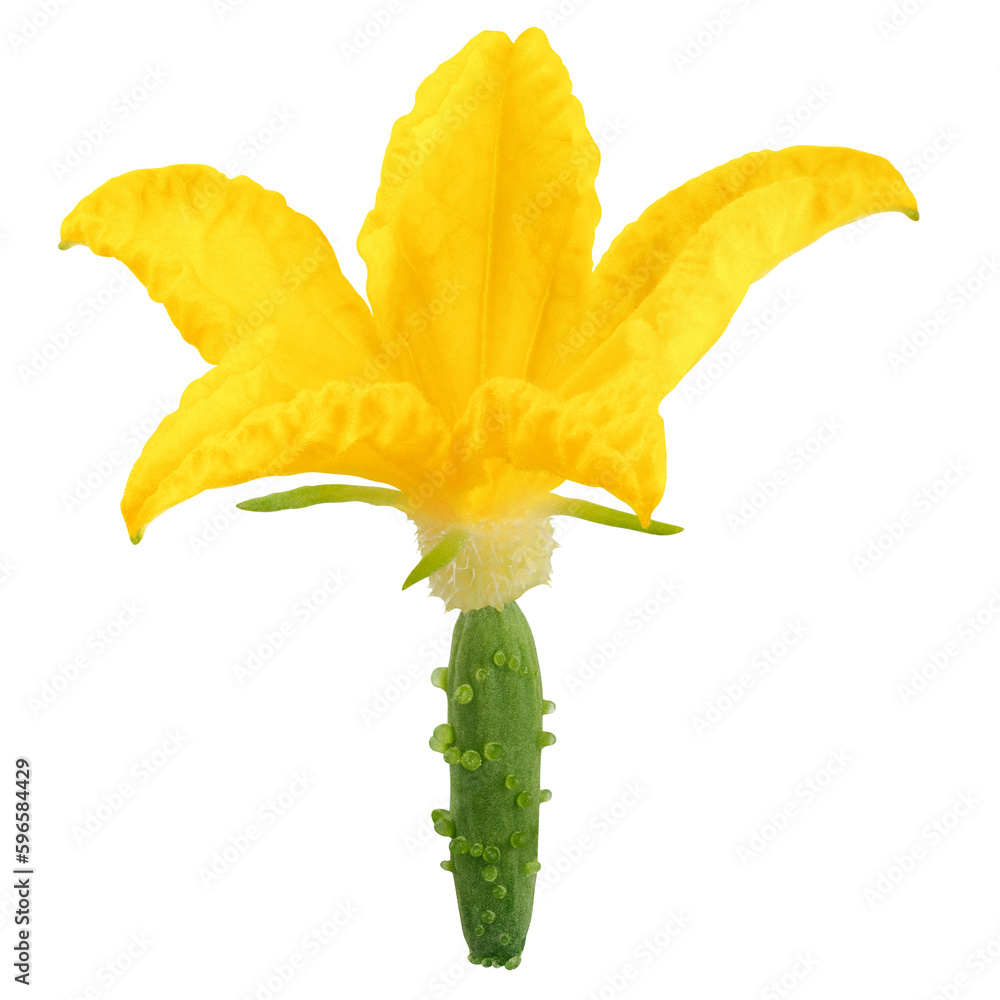 Fototapeta premium Cucumber flower isolated on white background, full depth of field