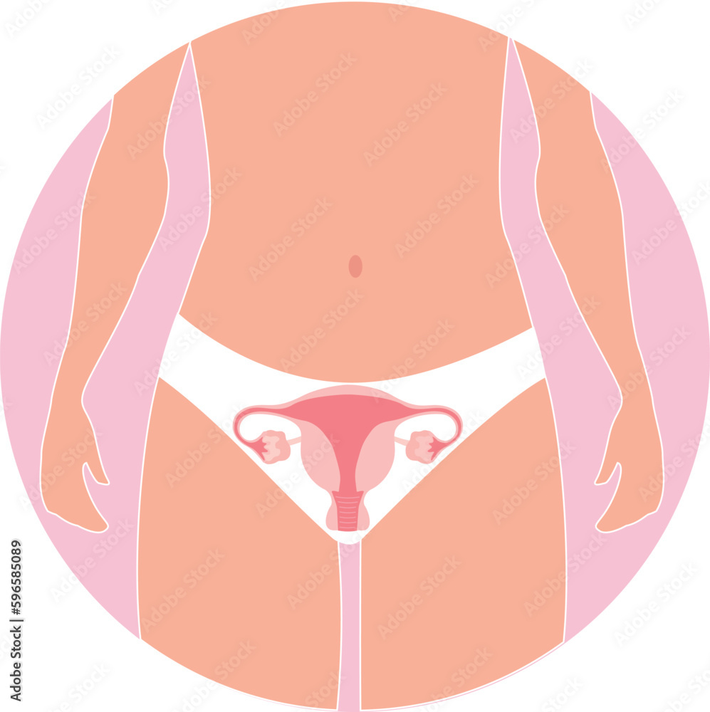 Female organs on the body of a girl uterus vector illustration