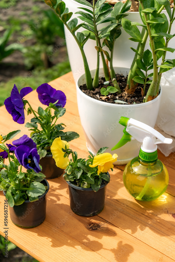 flower plants in white pots on wooden table and water spray bottle