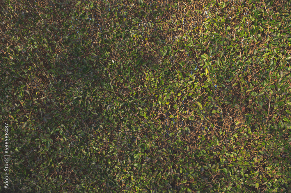 green grass background, texture green grass background, texture