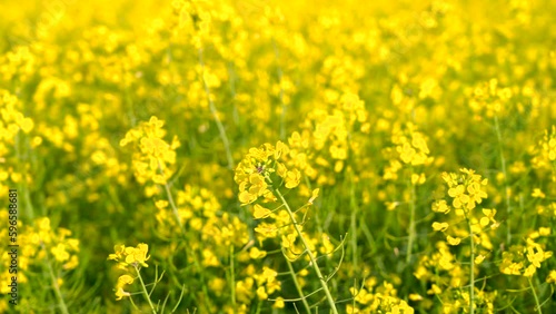 detalle de las flores de un campo de colza. Madrid, España.
