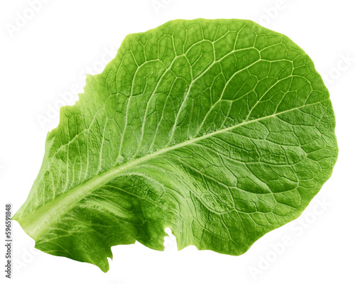 Romain Lettuce leaf isolated on white background  full depth of field