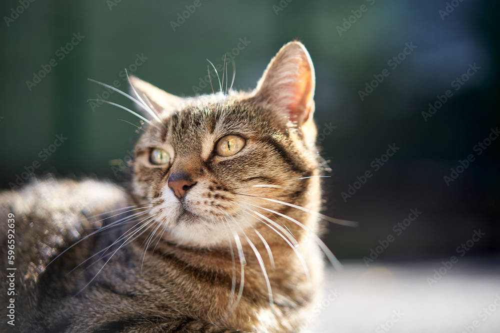Closeup of a domestic cat. Isolated on background. Sunny day. Looking away from camera. No people.