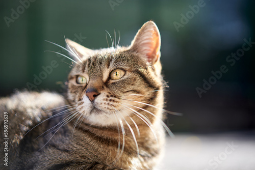 Closeup of a domestic cat. Isolated on background. Sunny day. Looking away from camera. No people.
