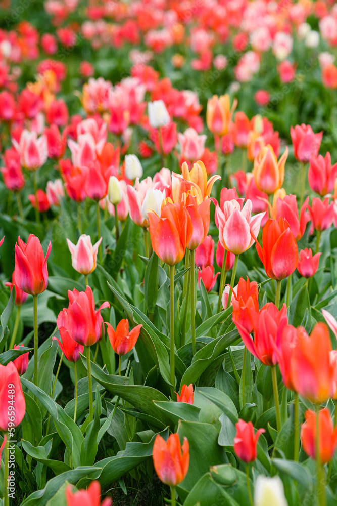 Colorful tulips on a flower bed in the city