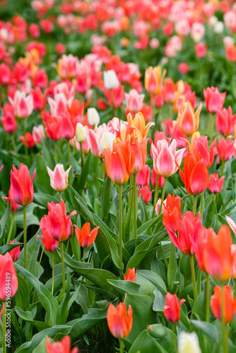 Colorful tulips on a flower bed in the city