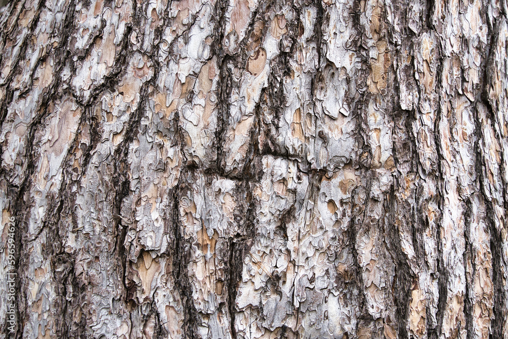 Obraz premium 松の木の表皮模様