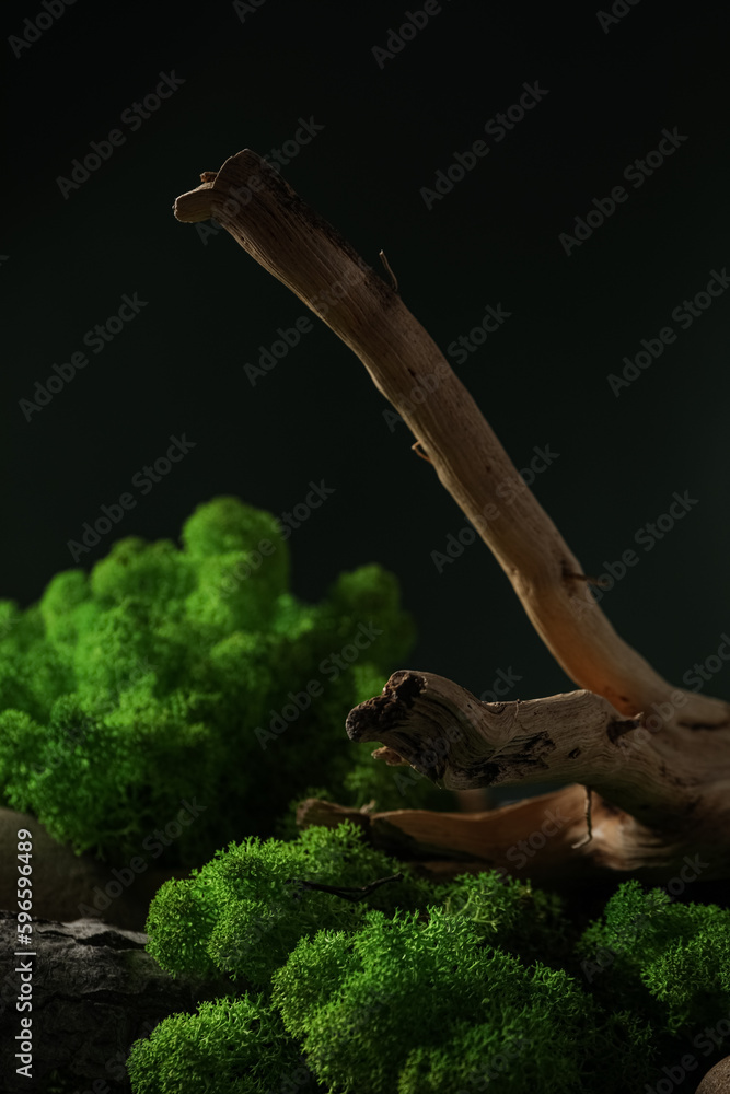 Fototapeta premium Moss, different backgrounds for nature concept, moss and wood, moss and stones