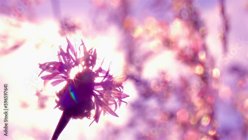 Silhouette of cornflower in the golden sun rays against blur glittering grass. Beautiful sunset scene with blue flower in the meadow lawn. Slow motion.
