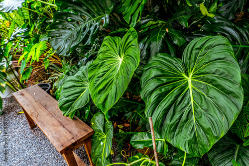 Nature's Tranquility: Empty Wooden Table with Tropical Green Plant in Garden 