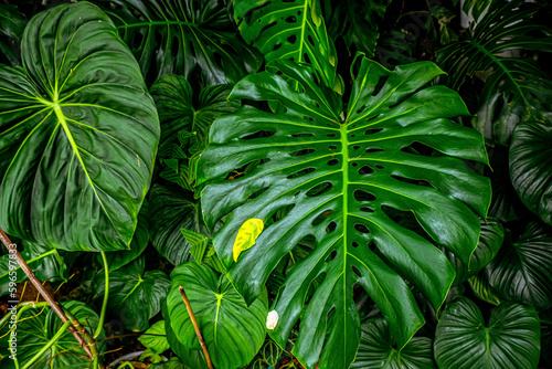 Tropical banana leaf texture, large palm foliage nature dark green background