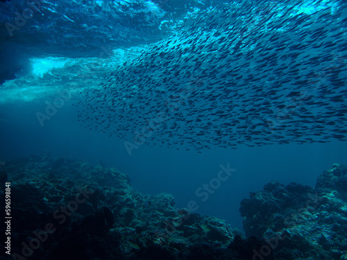 Photography Underwater photo of school of small fish in the deep blue sea